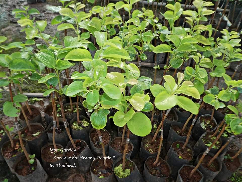 (1ต้น) ต้น พลับหวาน พันธุ์ ฟูยู่ ฟูยู ฟู่ยู่ Fuyu Persimmons plub ต้นพลับ ลูกพลับ พลับ หวาน พันธุ์แท้ 100% เสียบยอด / พิสุทธิ์