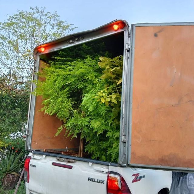 (1ต้น) ต้น เกษมณีสีทอง เมเปิ้ลเขียว เมเปิ้ลไทย Melia azedarach เลี่ยนทอง นารี เกรียน เฮี่ยน เลี่ยนดอกม่วง ลำเลี่ยน ลั้วะ โขวหนาย ขู่เลี่ยน ขู่เลี่ยนซู่ Bastard cedar, Bead tree Chaina tree Chinaball tree Persian lilac White cedar Melia azedarach L / Pongk