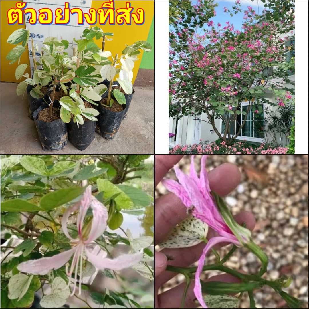 (1ต้น) ต้น ชงโคด่าง ใบสวย ดอกสีชมพู ต้นชงโค ด่าง / nanapun