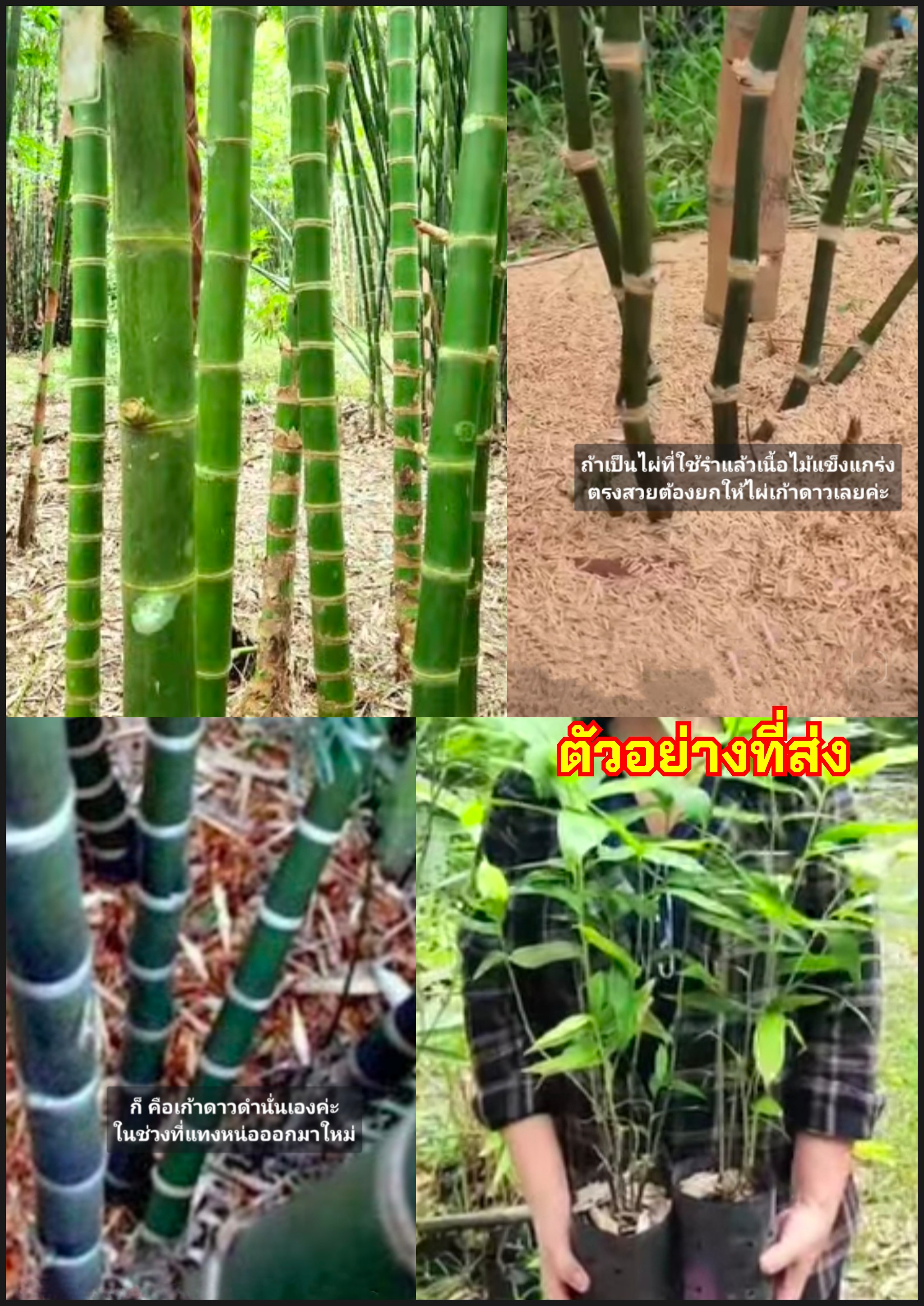 ต้นไผ่เก้าดาวดำ ไผ่เก้าดาวดำ Guadua amplexifolia ต้นไผ่ ไผ่ Bamboo / kasgnuduhp