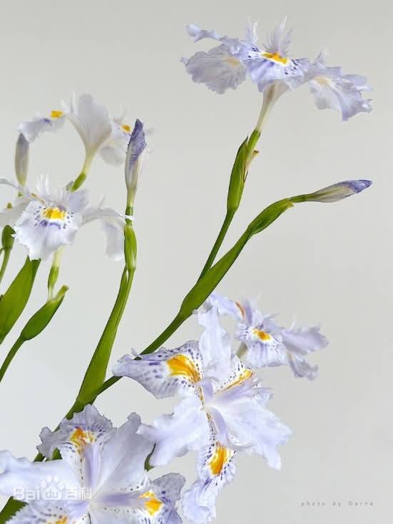 ต้นไอริสภูเขา ต้นไอริสยา ไอริสภูเขา ไอริสยา ต้นไอริส ภูเขา 扁竹兰 Iris confusa Sealy / klisnus