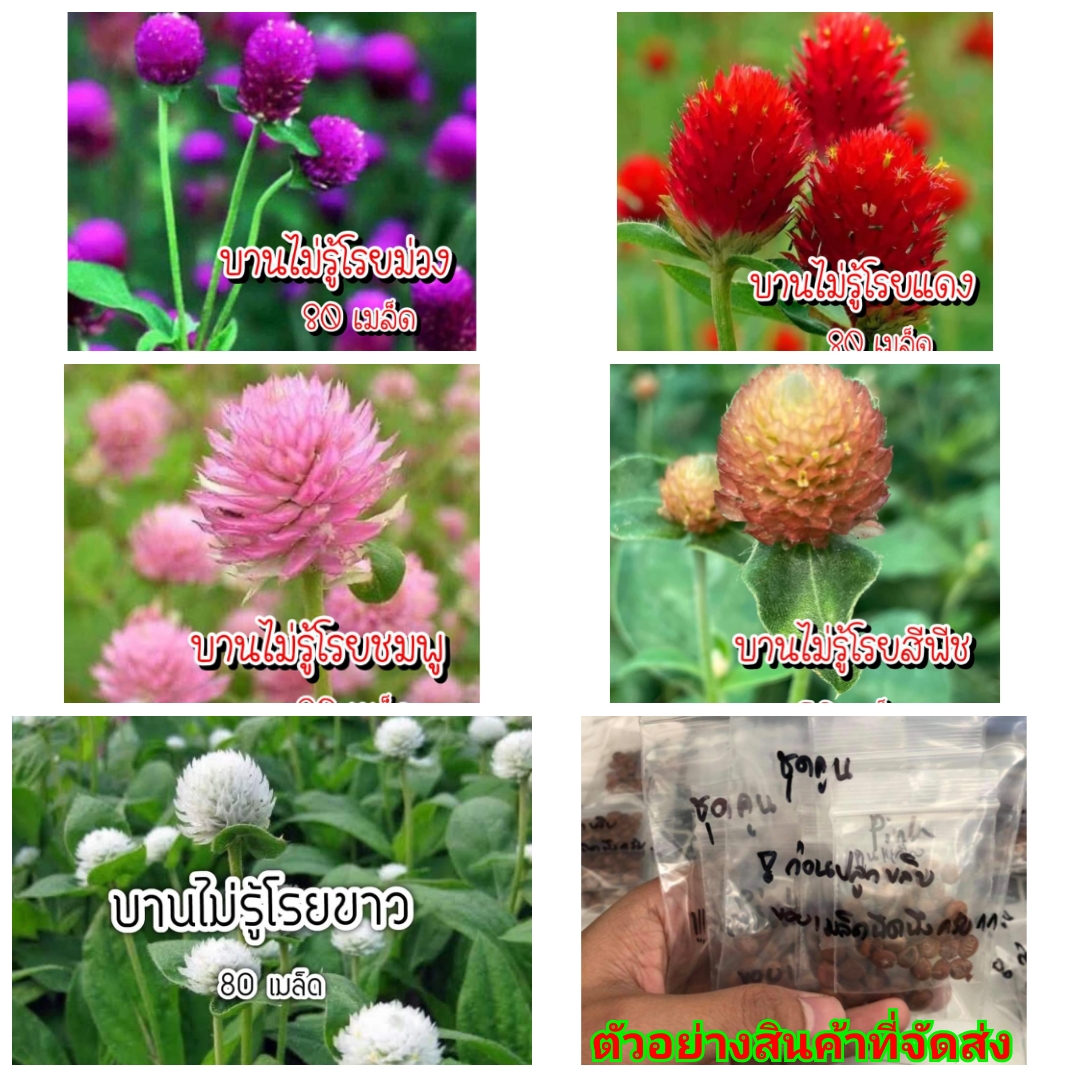(ขาย เมล็ด ) ต้น ดอก เมล็ด บานไม่รู้โรย บานมิรู้โรย Amaranth สี แดง ชมพู ขาว ม่วง พีช เมล็ดพันธุ์ดอกไม้สวยงาม