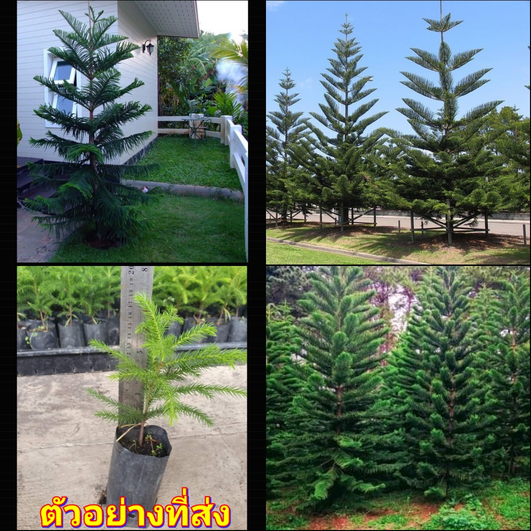 (2ต้น) ต้นกล้าสนฉัตร ต้นสนฉัตร ต้น สน ฉัตร สนฉัตร ต้นสน กล้าสนฉัตร นายพิชิต สำเนา