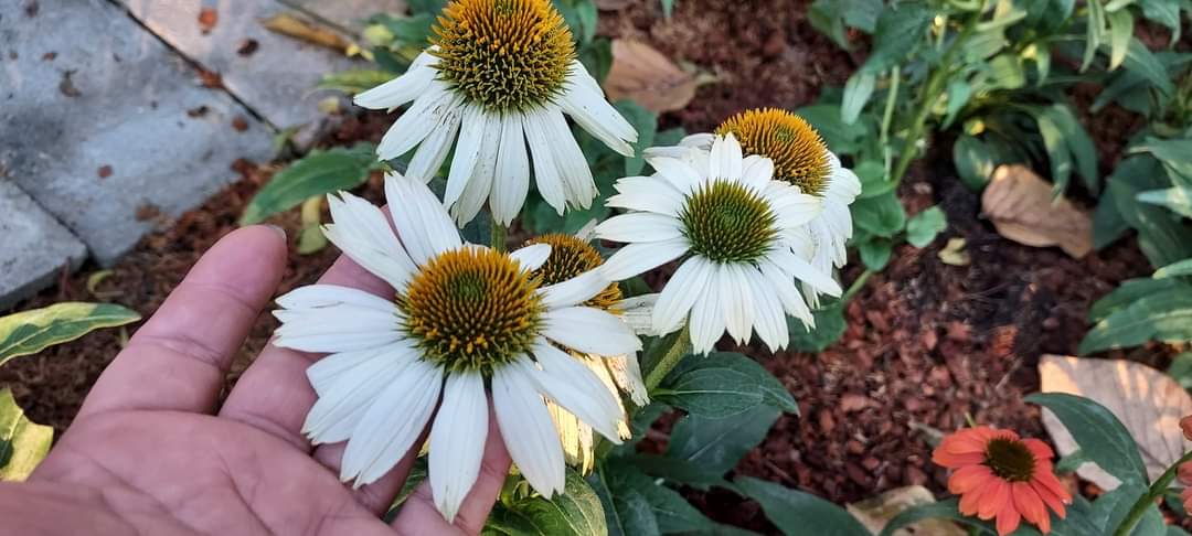 (1ต้น) ต้น เอ็คไคนาเซีย Echinacea ต้นเอ็คไคนาเซีย / Paradise