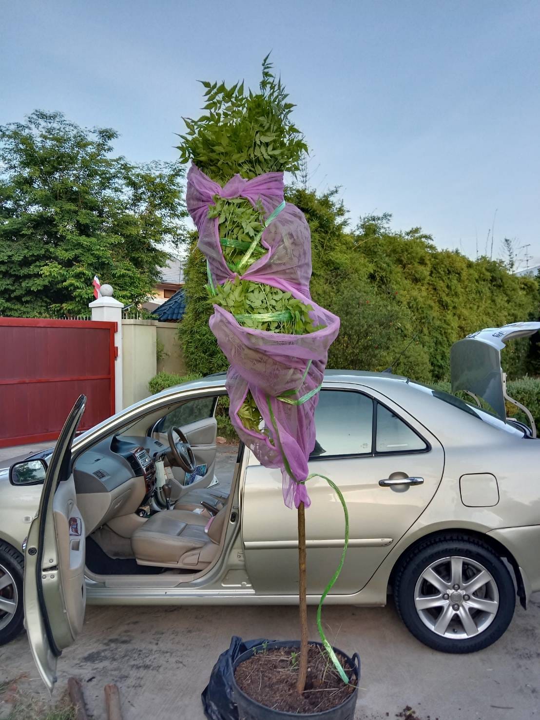 (1ต้น) ต้น เกษมณีสีทอง เมเปิ้ลเขียว เมเปิ้ลไทย Melia azedarach เลี่ยนทอง นารี เกรียน เฮี่ยน เลี่ยนดอกม่วง ลำเลี่ยน ลั้วะ โขวหนาย ขู่เลี่ยน ขู่เลี่ยนซู่ Bastard cedar, Bead tree Chaina tree Chinaball tree Persian lilac White cedar Melia azedarach L / Pongk