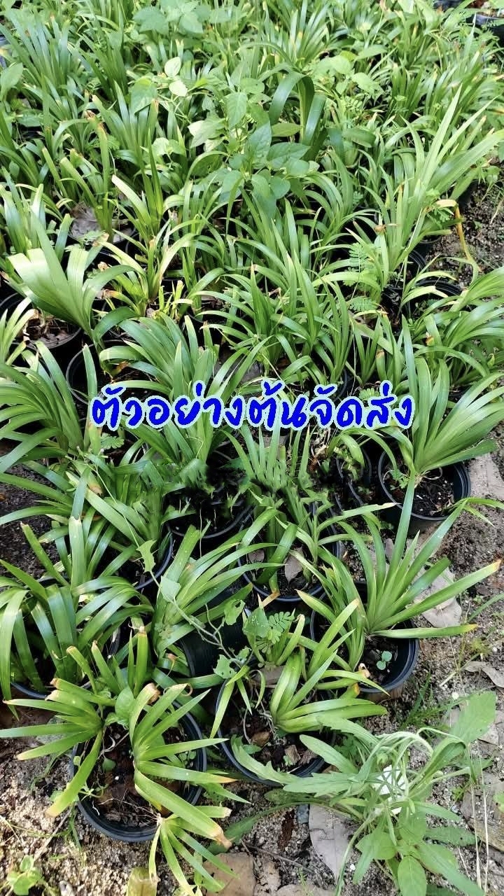 ต้นไอริสภูเขา ต้นไอริสยา ไอริสภูเขา ไอริสยา ต้นไอริส ภูเขา 扁竹兰 Iris confusa Sealy / klisnus