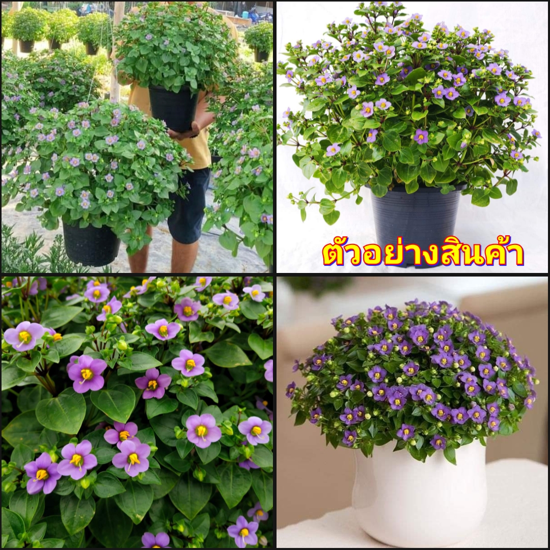(1กระถาง) ดอก ต้น ต้นม่วงเทพรัตน์ ม่วงเทพรัตน์ Persian violet Exacum affine / nrossaparp สำเนา