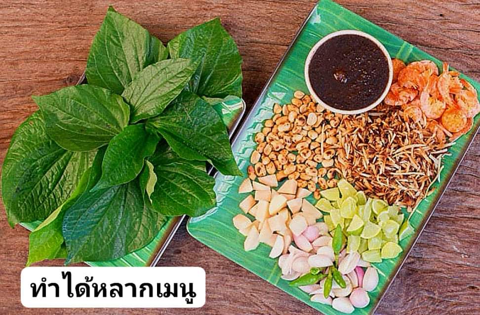15ต้น) ต้น ชะพลู หรือ ผักอีเลิด ผักอีเลิศ ใบชะพลู ต้นชะพลู / ผักชายป่า