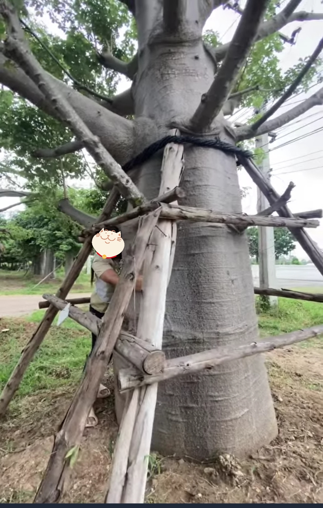 ต้นเบาบับดิจิทาทา พันธุ์ต้นอ้วน Adansonia digitata baobab / eertnom