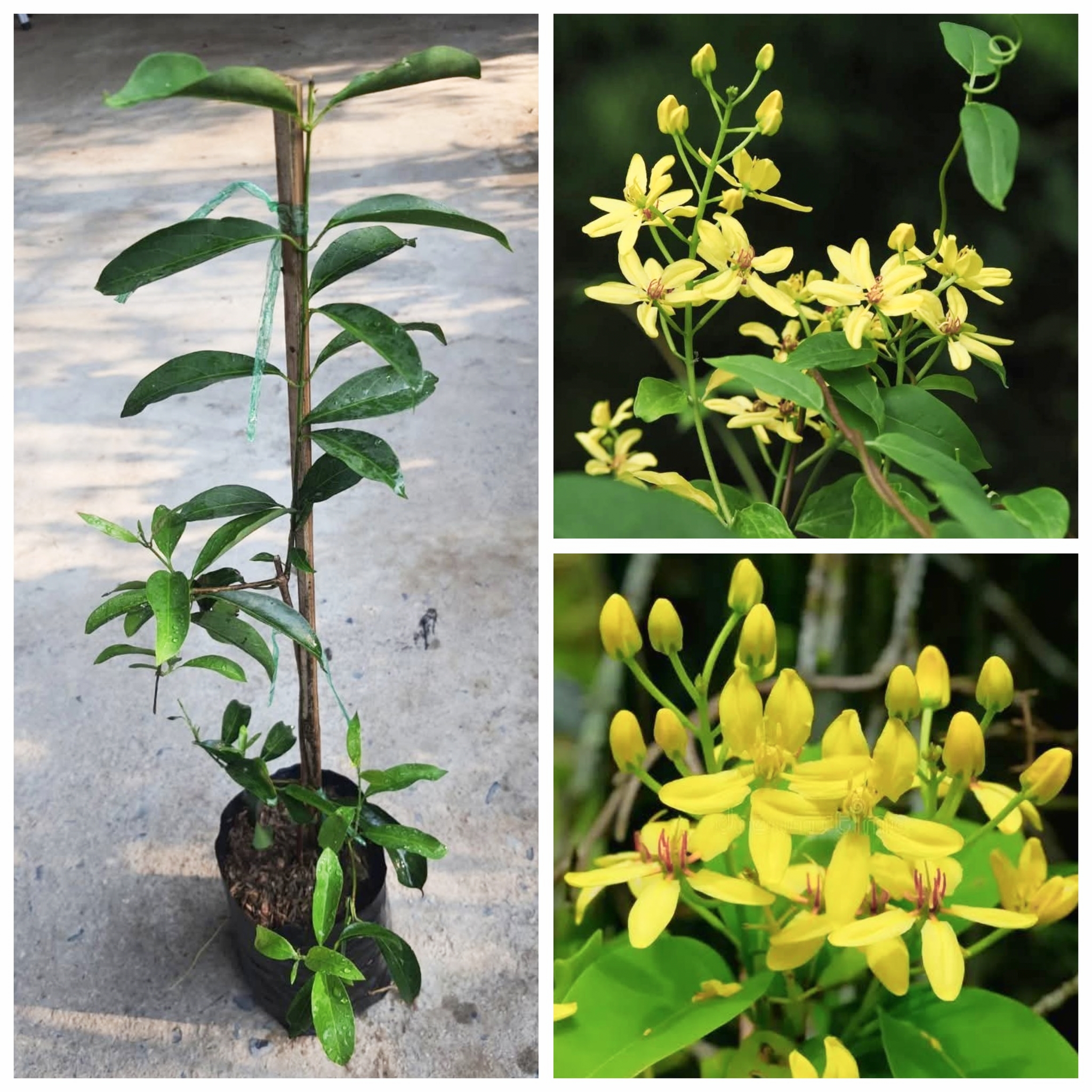 ต้นพวงทองเครือ ต้น พวงทองเครือ Tristellateia australasiae A Rich Golden Vine / nivan