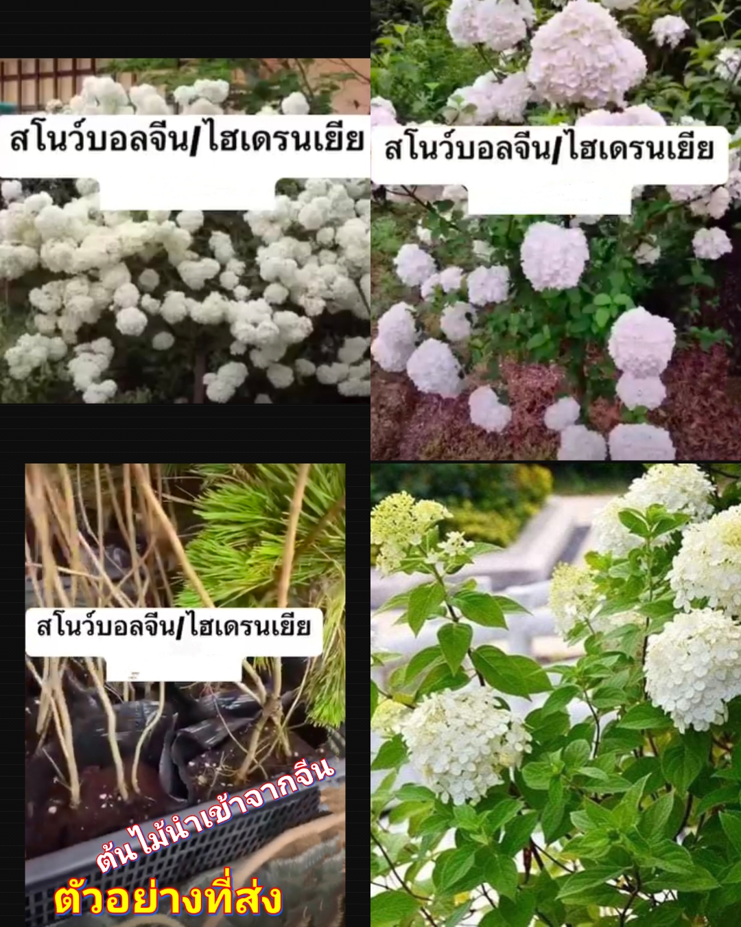 (1ต้น) ต้น ไฮเดรนเยีย สโนบอลจีน สโนว์บอล จีน Snowball hydrangea ดอก สีขาว / ศรัณย์รักษ์