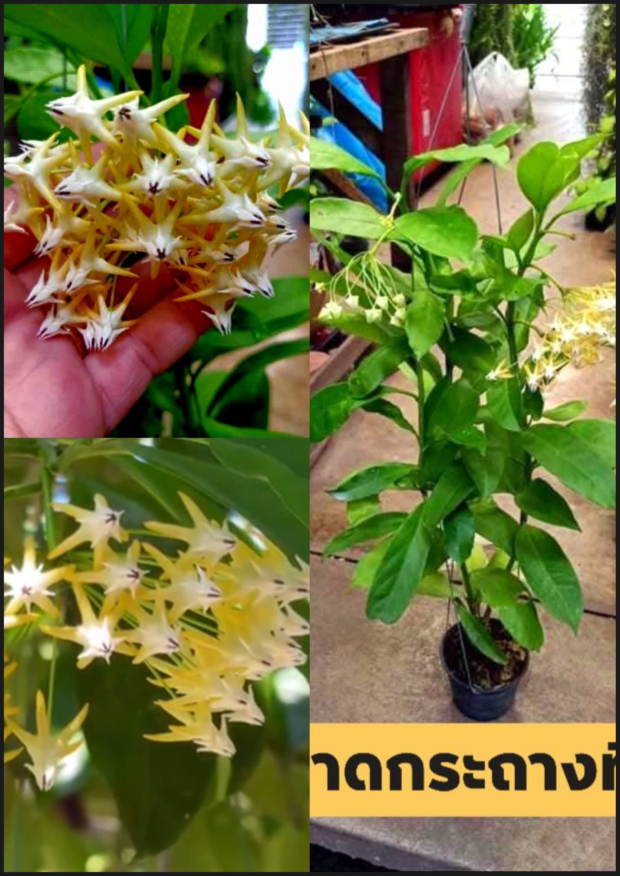 ต้นโฮย่า หัวลูกศร Hoya multiflora Blume ติดดอกแล้ว กระถาง8นิ้ว / ledaf