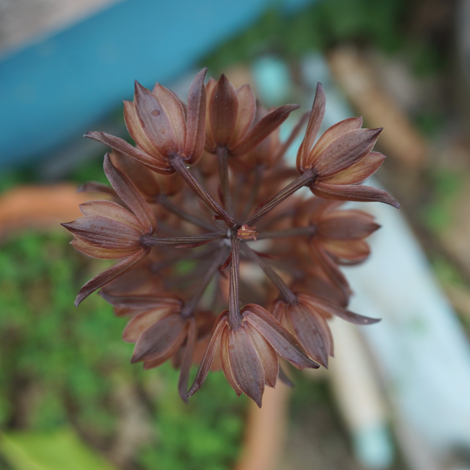 ว่านอึ่ง Eulophia macrobulbon / ahcta