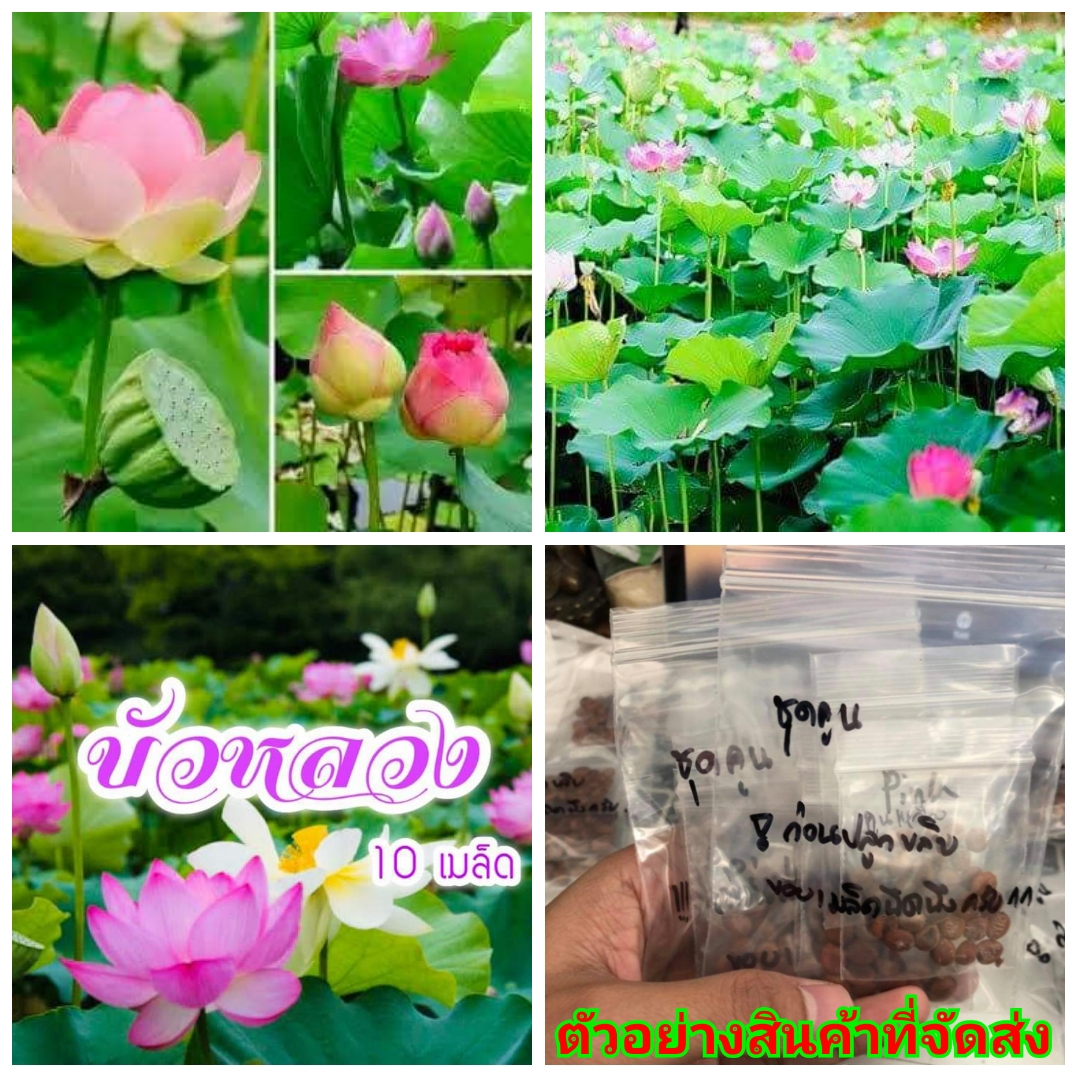 (ขาย เมล็ด ) ต้น ดอก เมล็ด ดอกบัวหลวง คละสี เมล็ดพันธุ์ดอกไม้สวยงาม