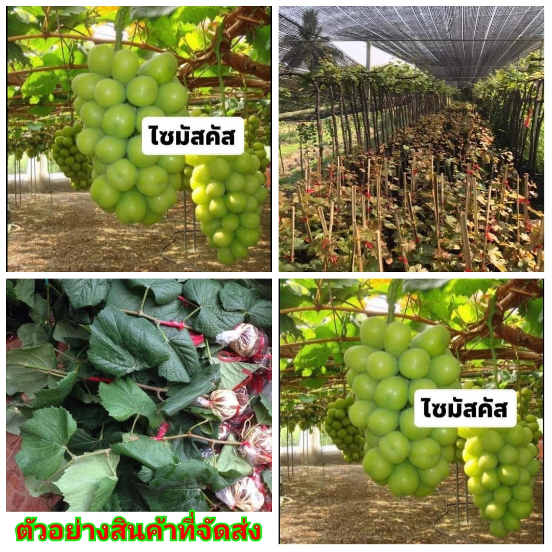 (vาย กิ่งพันธุ์) ต้น กิ่ง กิ่งตอน ตอน องุ่นไซมัสคัส องุ่น ต้นองุ่น ไซมัสคัส ไซน์มันแคท ไซมัสแคท grape องุ่นไชน์มัสแคท Shine Muscat