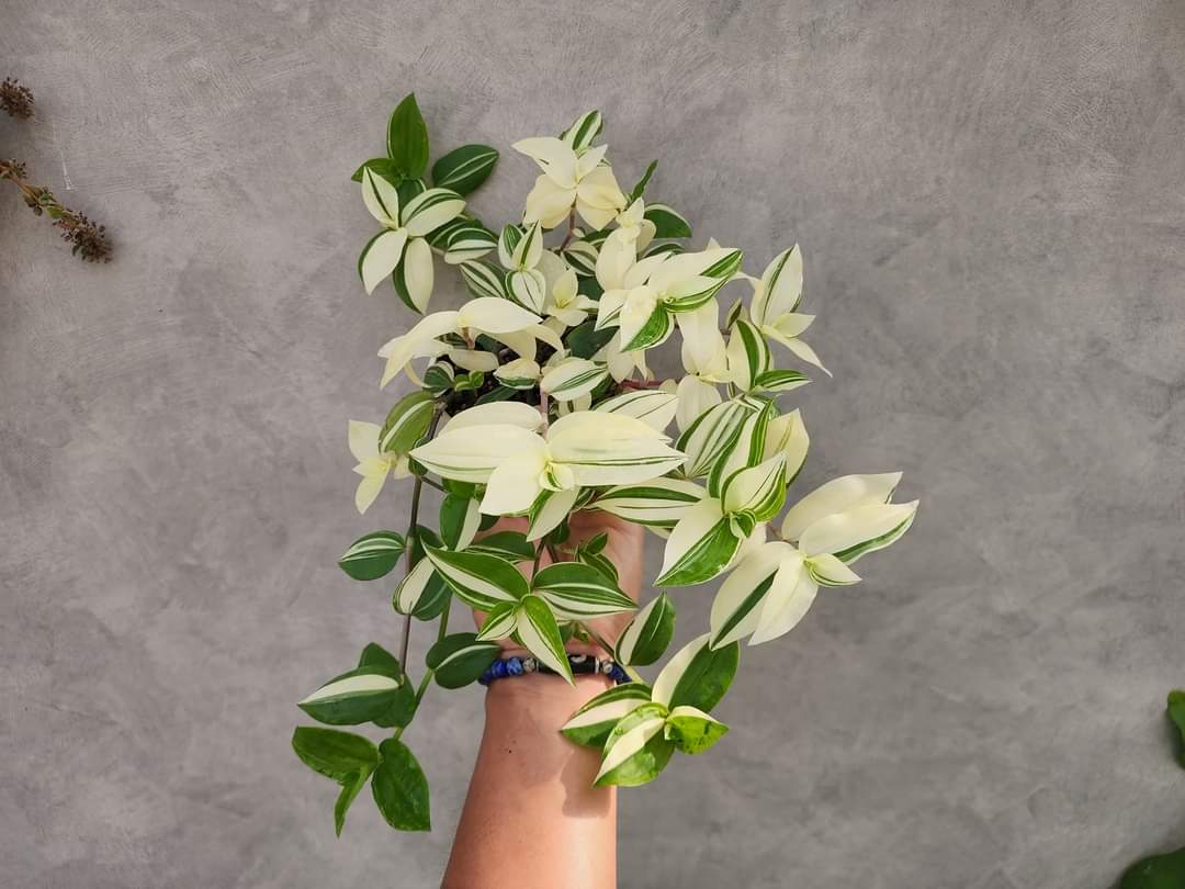 (1กระถาง) ก้ามปูหลุดด่างขาว ก้ามปู หลุด ด่างขาว ก้ามปูหลุด Tradescantia fluminensis Variegata ทษณน