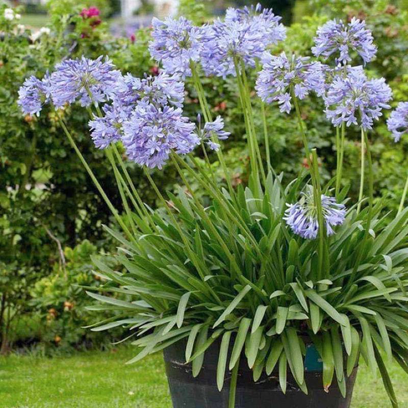 (1ต้น) ต้น อะกาแพนทัส ต้นอะกาแพนทัส Agapanthus Blue African lily Lily of nile / ศรัญลักษณ์