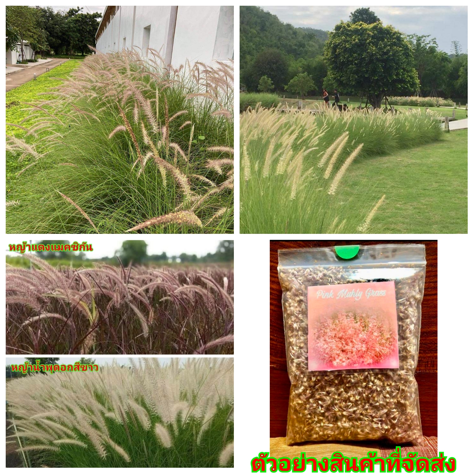 (ขาย เมล็ดพันธุ์) เมล็ด ต้น ดอก หญ้าน้ำพุ ดอก สีขาว & หญ้าแดง แม็กซิกัน ดอก สีแดง เมล็ดพันธุ์หญ้าน้ำพุ