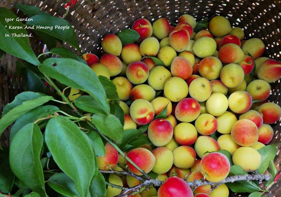 (1ต้น) ต้น แอปริคอท พันธุ์ Modesto Apricot เอพริคอต แอพริคอต แอปริคอต ต้นแอปริคอท ต้นแอปริคอต / พิสุทธิ์