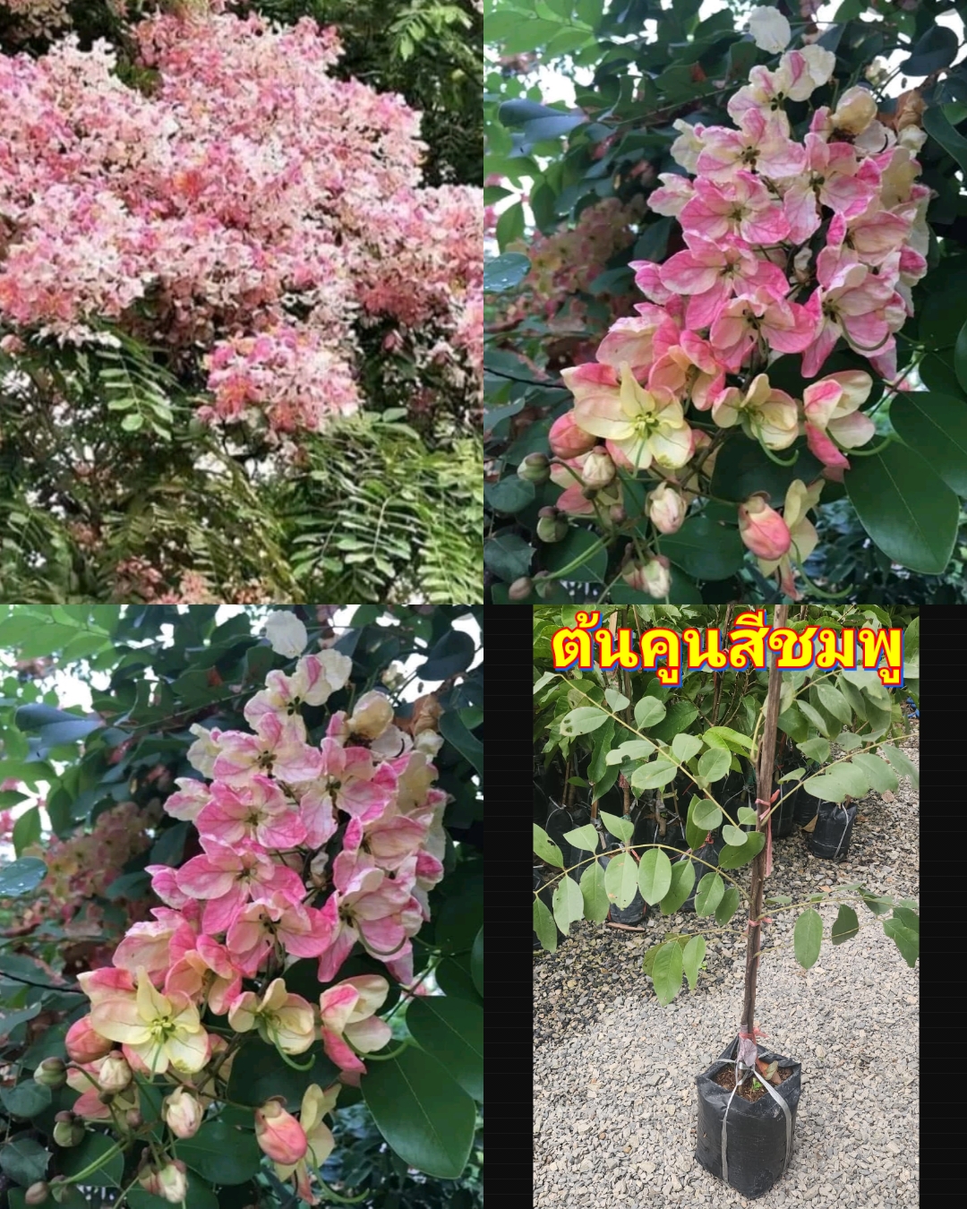 รวม มี5สีให้เลือก ต้นคูน ต้น คูน ราชพฤกษ์ สีเหลือง สีแดง สีชมพู สีรุ้ง สีขาว เพาะเมล็ด / นาวิน