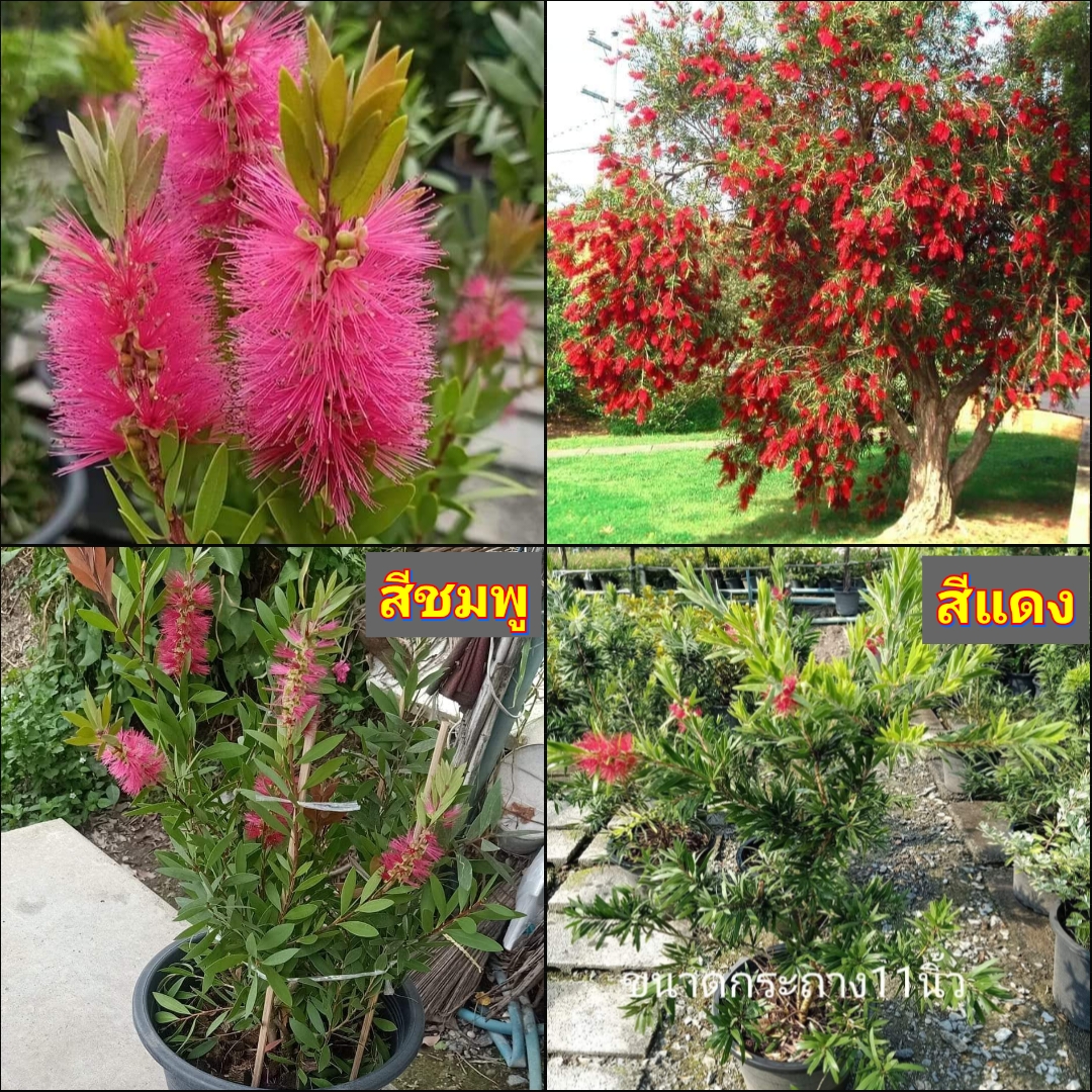 มี4สีให้เลือก ต้นแปรงล้างขวด ต้น แปรงล้างขวด สี ขาว แดง ชมพู เข้ม อ่อน Bottle Brush tree Deep pink Light pink Red white / nrossaparp / ledaf 2