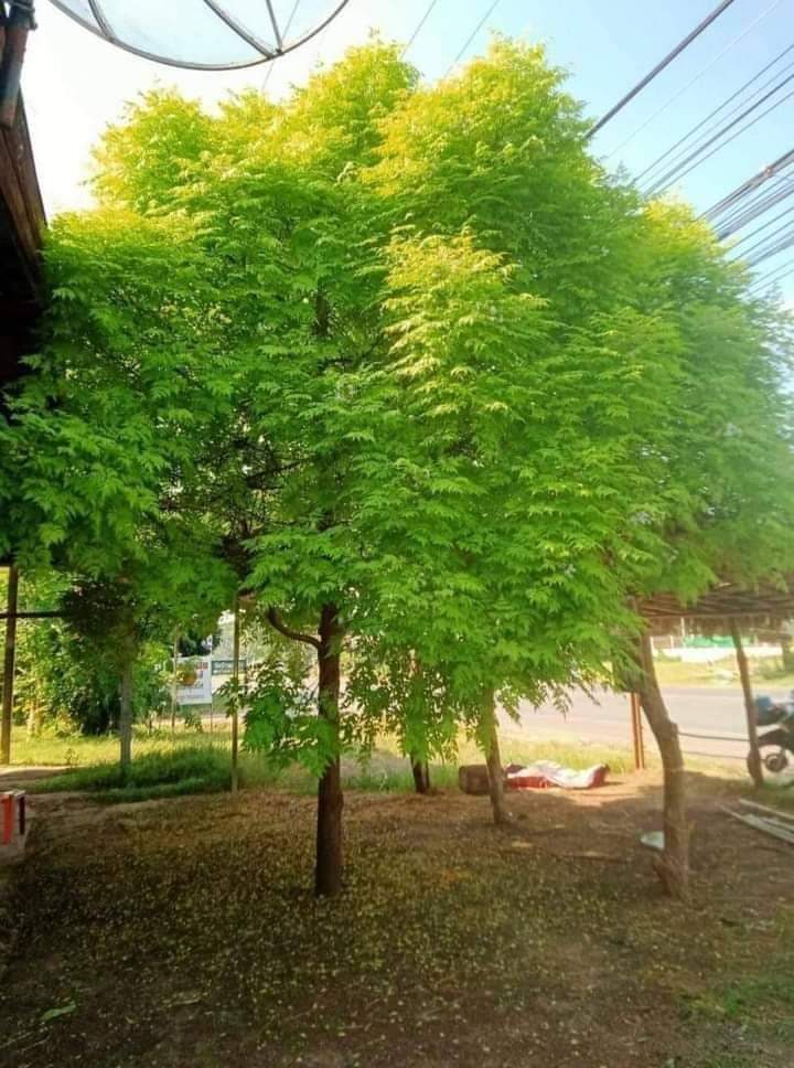 (1ต้น) ต้น เกษมณีสีทอง เมเปิ้ลเขียว เมเปิ้ลไทย Melia azedarach เลี่ยนทอง นารี เกรียน เฮี่ยน เลี่ยนดอกม่วง ลำเลี่ยน ลั้วะ โขวหนาย ขู่เลี่ยน ขู่เลี่ยนซู่ Bastard cedar, Bead tree Chaina tree Chinaball tree Persian lilac White cedar Melia azedarach L / Pongk