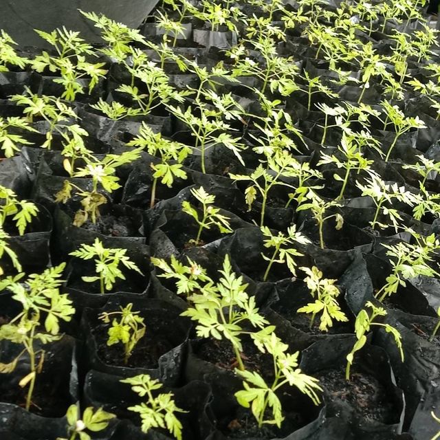 (1ต้น) ต้น เกษมณีสีทอง เมเปิ้ลเขียว เมเปิ้ลไทย Melia azedarach เลี่ยนทอง นารี เกรียน เฮี่ยน เลี่ยนดอกม่วง ลำเลี่ยน ลั้วะ โขวหนาย ขู่เลี่ยน ขู่เลี่ยนซู่ Bastard cedar, Bead tree Chaina tree Chinaball tree Persian lilac White cedar Melia azedarach L / Pongk