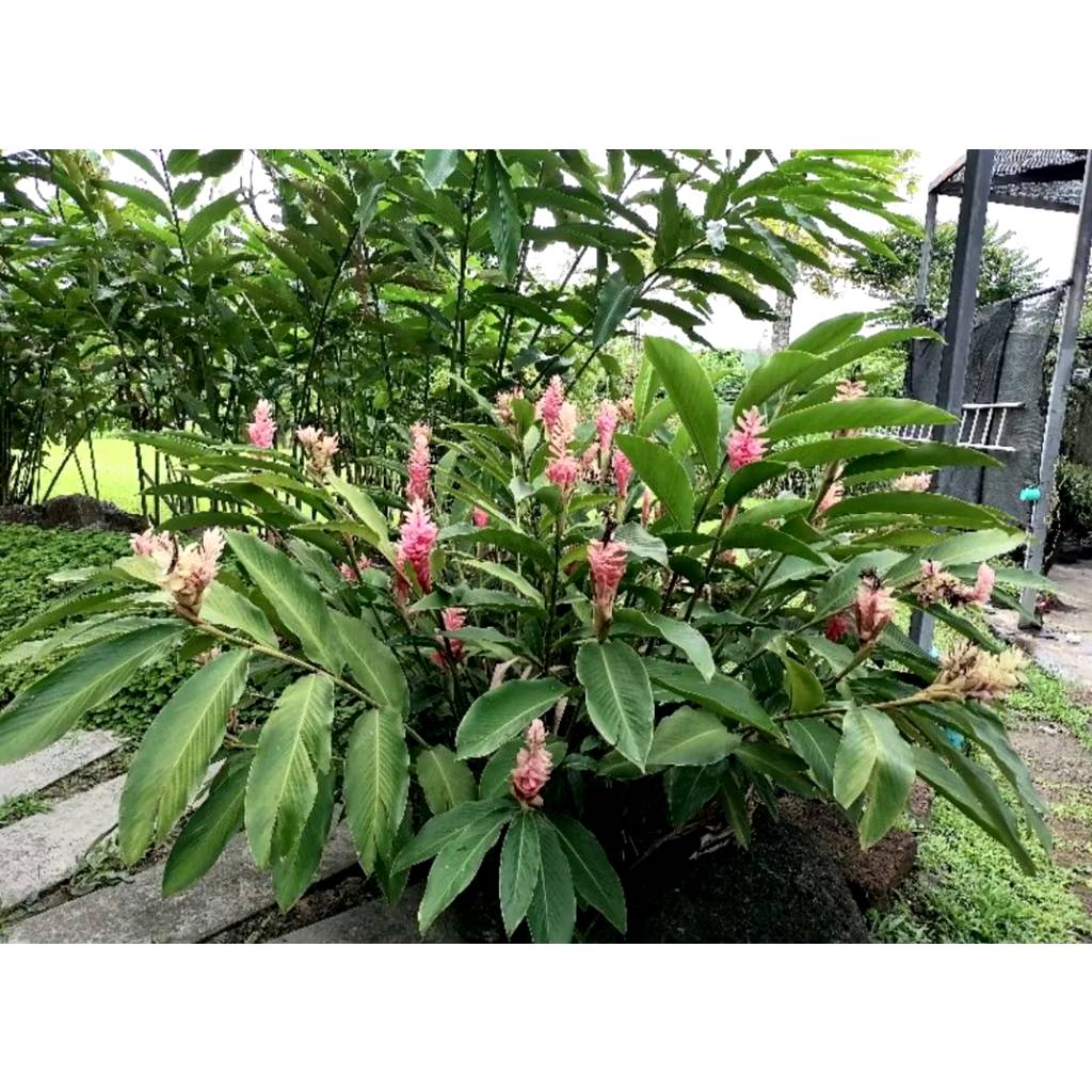 ต้น หน่่อ ดอก ขิงชมพู ต้นขิงชมพู สีชมพู ขิงแดง ต้นขิงแดง สีแดง ขิงประดับ Alpinia purpurata Eileen Macdonald / eenahcad