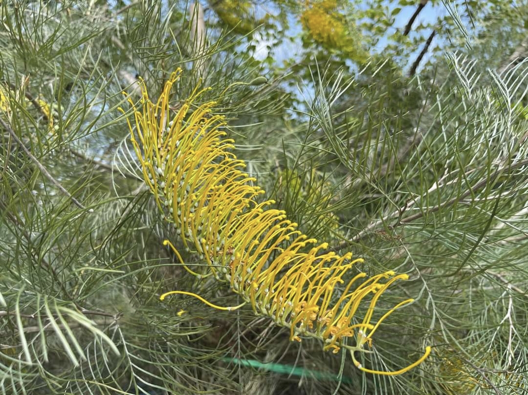รบกวน สั่งซื้อ ผ่านไลน์ เท่านั้น (1ต้น) สูง 250cm ต้น สนเกรวิลเลีย Grevillea Bush Lemons yellow กรีวิเลีย บุช เลมอน ดอก สีเหลือง Sakphong