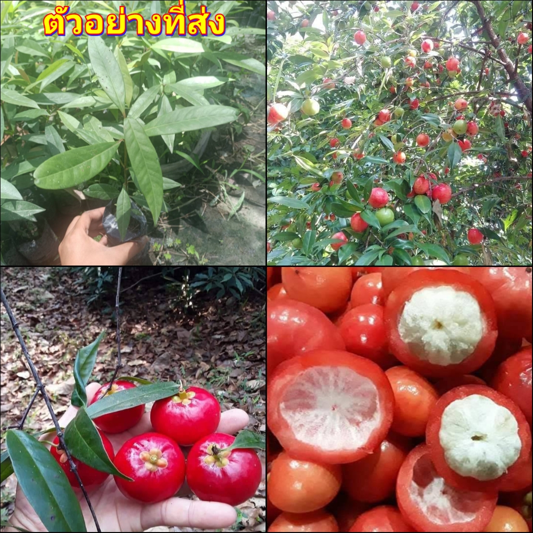 (2ต้น) ต้น ต้นมะดันแดง มะดันแดง มะแป๋ม มะดันแดง มะแปม มะแป่ม มะแป๊ม มะแป็ม happy