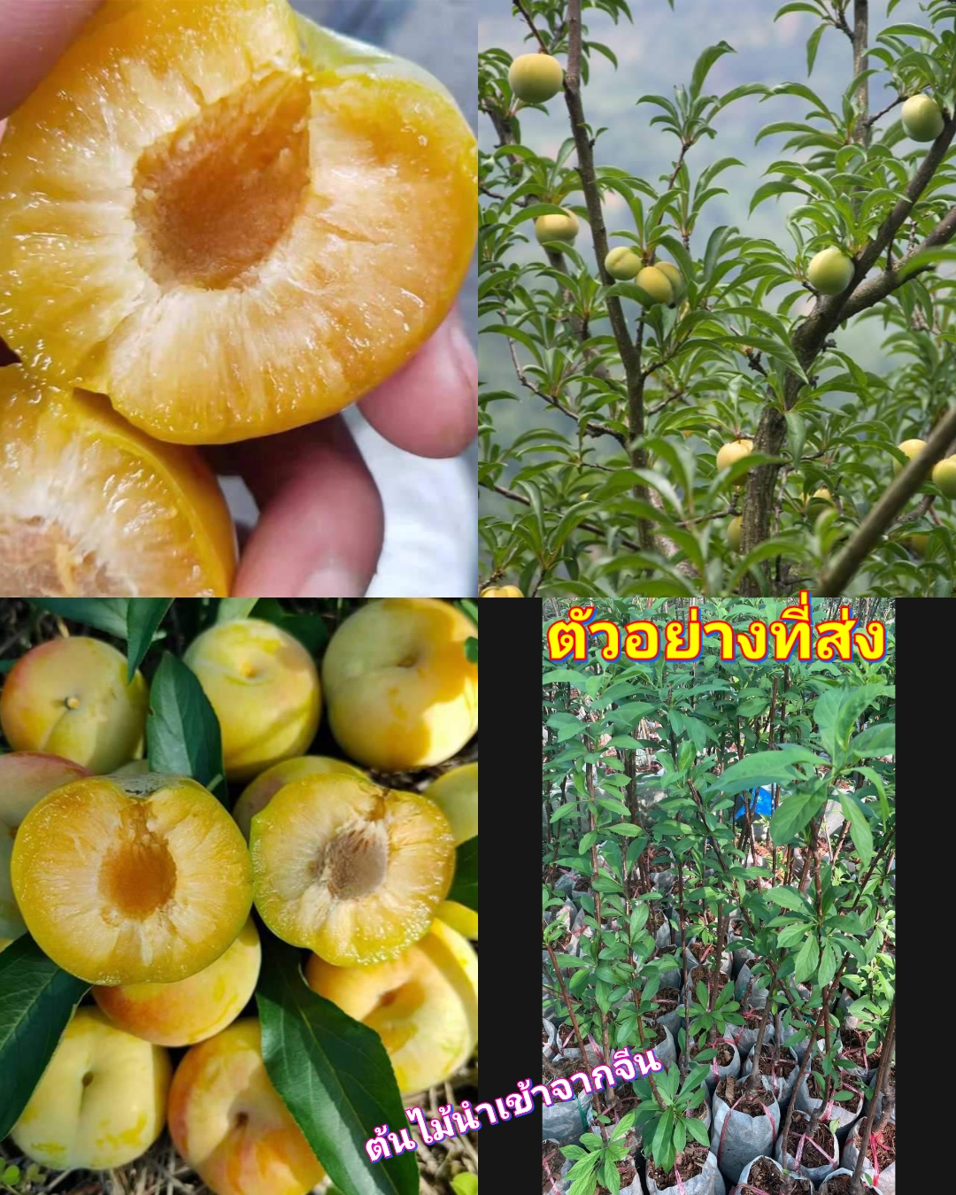 (1ต้น) สูง 80-100 cm ต้น บ๊วยน้ำตาล ต้นบ๊วยน้ำตาล ต้นบ๊วย พลัม ลูกเล็ก plum tree เสียบยอด อายุ 1-2 ปี / ศรัญลักษณ์