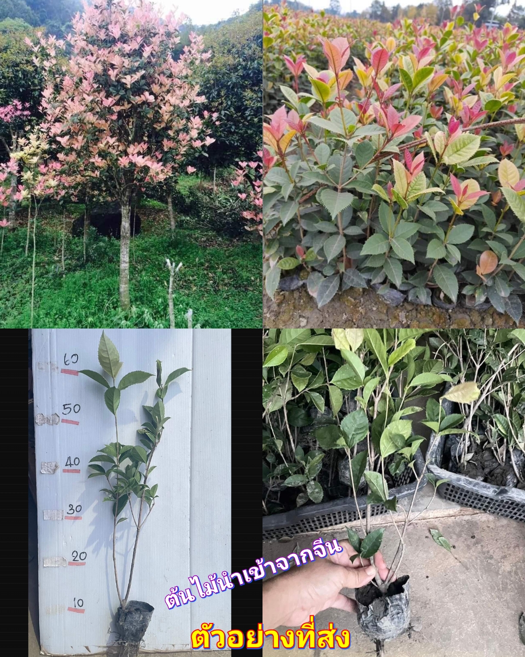 (1ต้น) ต้น หอมหมื่นลี้ หลากสี ( กุ้ยฮวา ) 七彩桂花 ต้นหอมหมื่นลี้ ใบไม้เปลี่ยนสี / ศรัณย์รักษ์