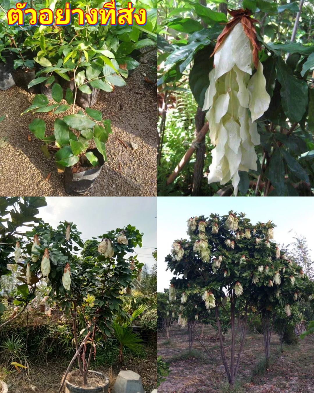 (1ต้น) ต้น โสกขาว อโศกขาว ต้นโสกขาว ต้นอโศกขาว อโศก ต้นอโศก สีขาว / ณัฐวดี