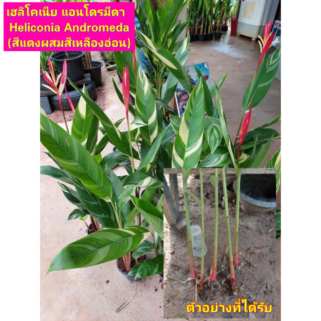 มี 13 สายพันธุ์ ให้เลือก ต้น หน่อ เหง้า เฮลิโคเนีย Heliconia เอ็กเซลซ่า excelsa คานารี่ สีเหลือง canari yellow คาลิเบียน Caribea โมเกน่า โปเกน่า bourgeana แอนโดรมีดา Andromeda ธรรมรักษา ก้ามกุ้ง เทมเพลส temptress เปโดร ออทิซ Pedro Ortiz คอลลินเซียน่า coll