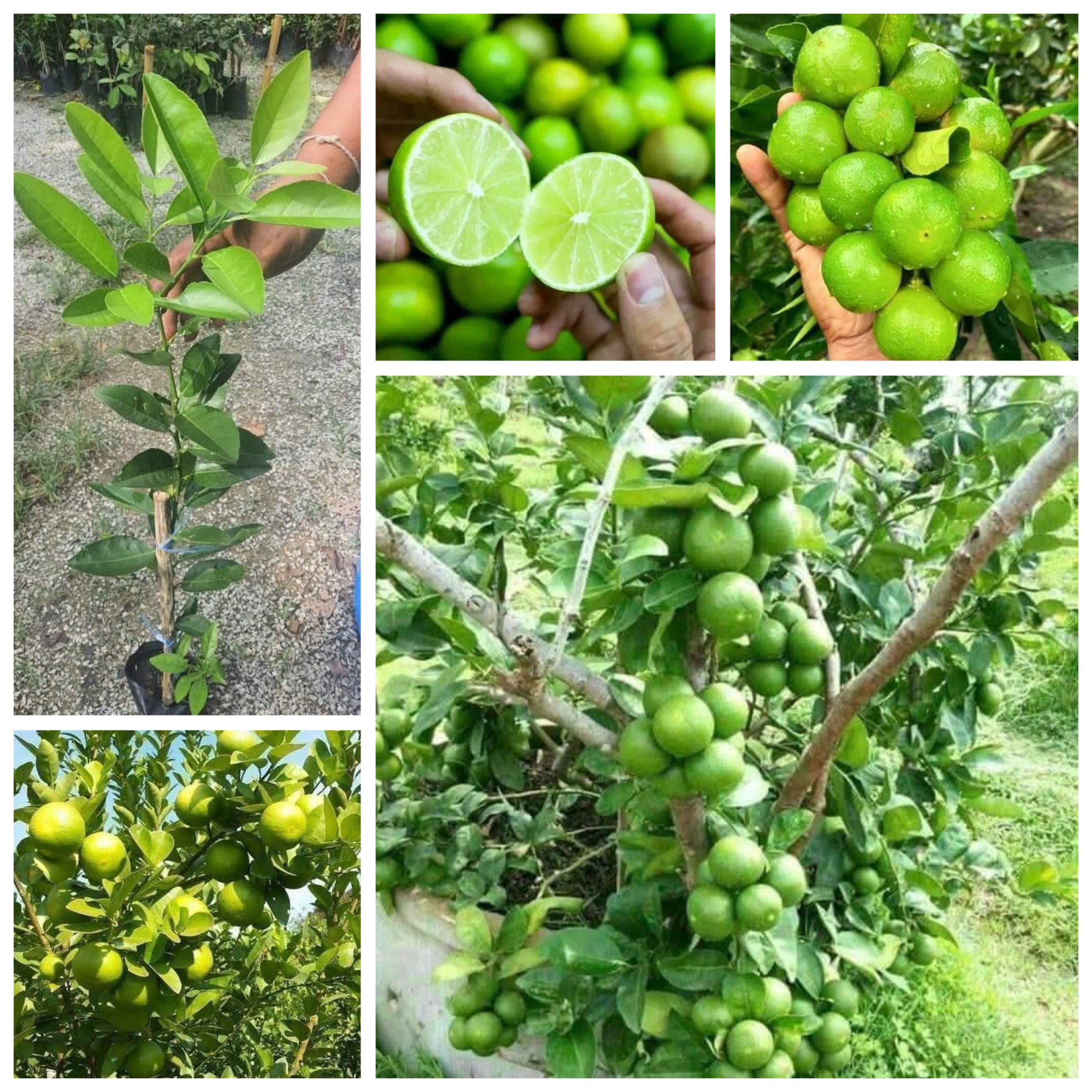 ต้นมะนาวแป้นสุขประเสริฐ มะนาวแป้นสุขประเสริฐ ต้นมะนาว lemon tree / nivan