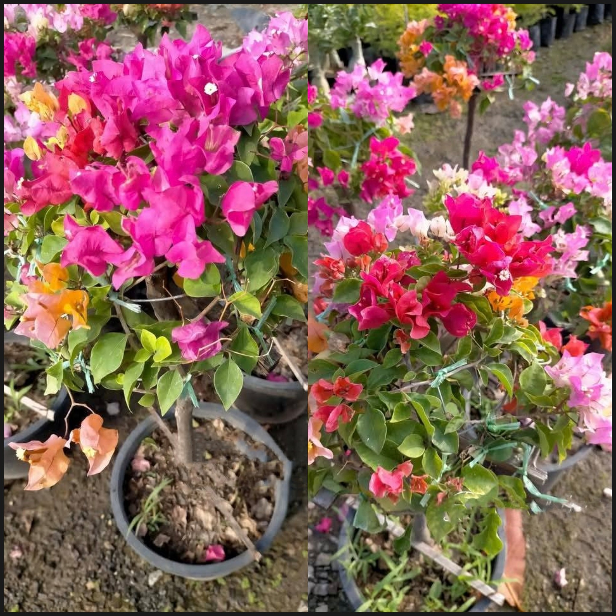ต้นเฟื่องฟ้าแฟนซี หลากหลายสี ต้นเฟื่องฟ้า เฟื่องฟ้า มี หลายสี Bougainvillea / tirawgnohp