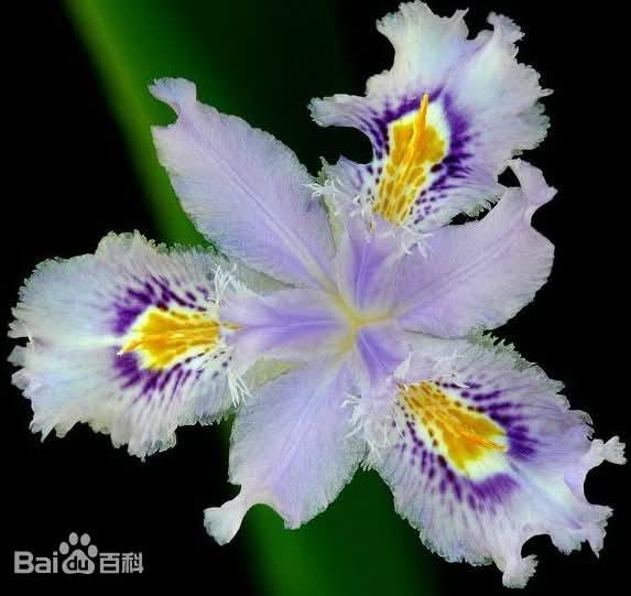 ต้นไอริสภูเขา ต้นไอริสยา ไอริสภูเขา ไอริสยา ต้นไอริส ภูเขา 扁竹兰 Iris confusa Sealy / klisnus