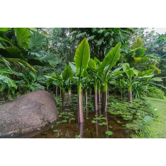 (3ต้น) ต้น กล้วยน้ำบราซิล - Typhonodorum lindleyanum กล้วยบราซิล หรือ กล้วยน้ำมาดากัสการ์ / Pongkarn