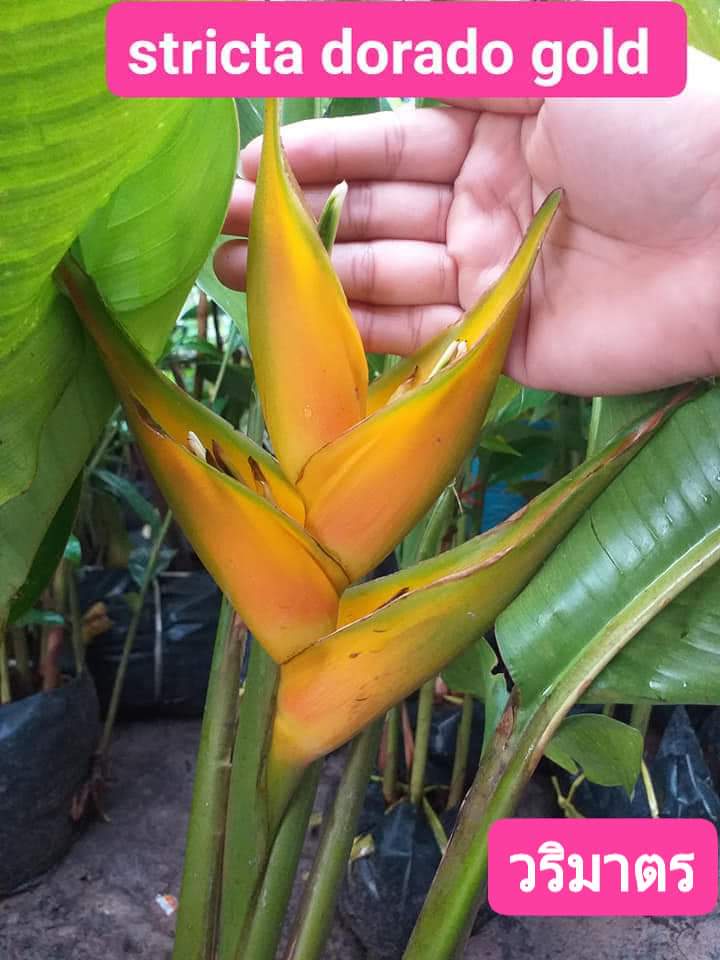 (1ต้น) ต้น ดอก เฮลิโคเนีย heliconia โดราโด้โกลด์ stricta dorado gold Tinutda