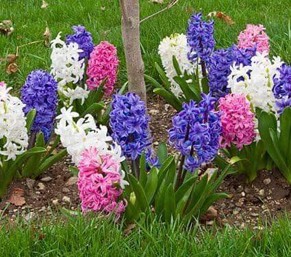 (จำหน่าย หัวพันธุ์) มี5สีให้เลือก ต้น ดอก สีไฮยาซิน hyacinth huawan