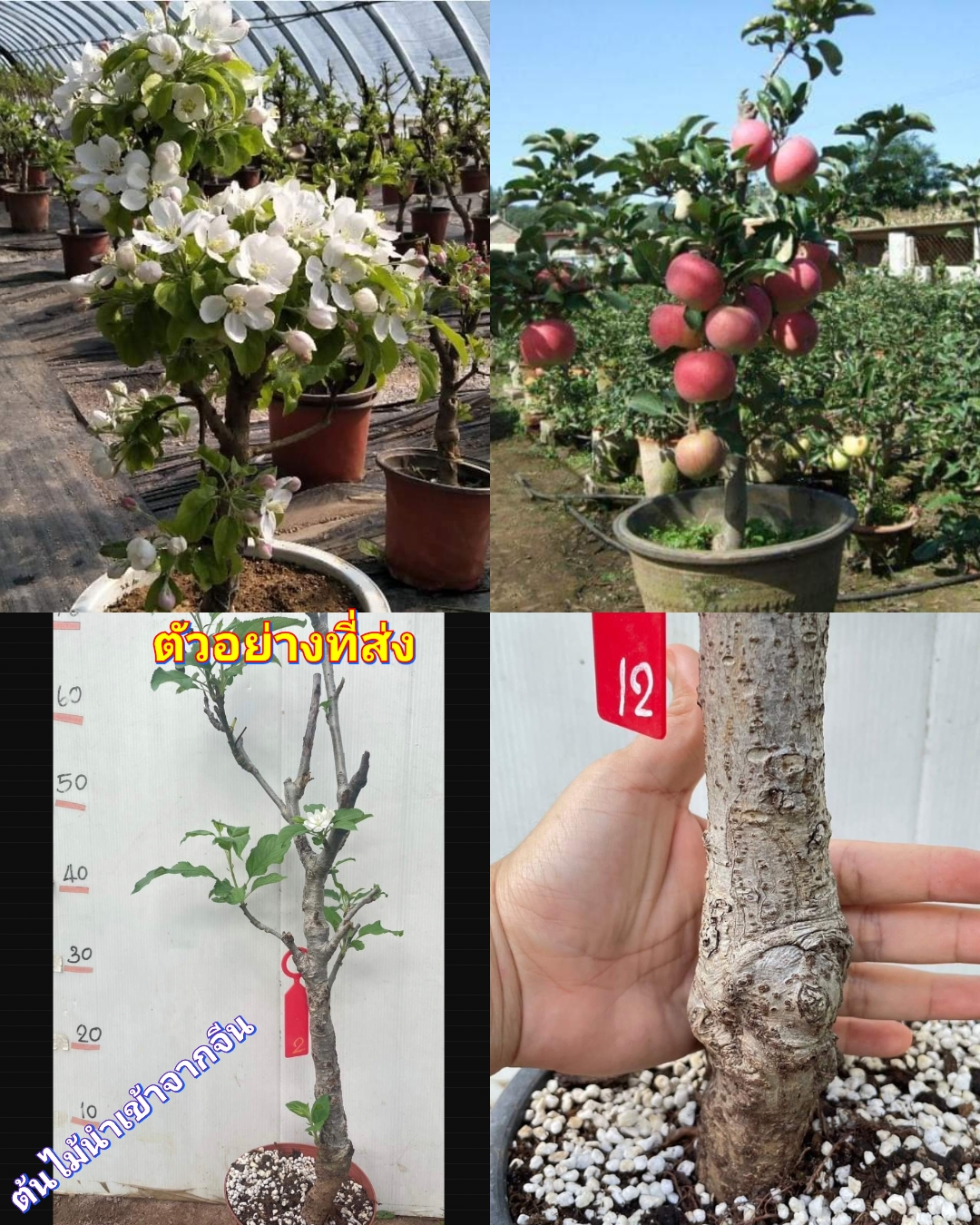 (1ต้น) ต้น แอปเปิ้ลบอนไซด์ ต้นแอปเปิ้ล แอปเปิ้ล บอนไซ ดอกสีขาว สำเนา