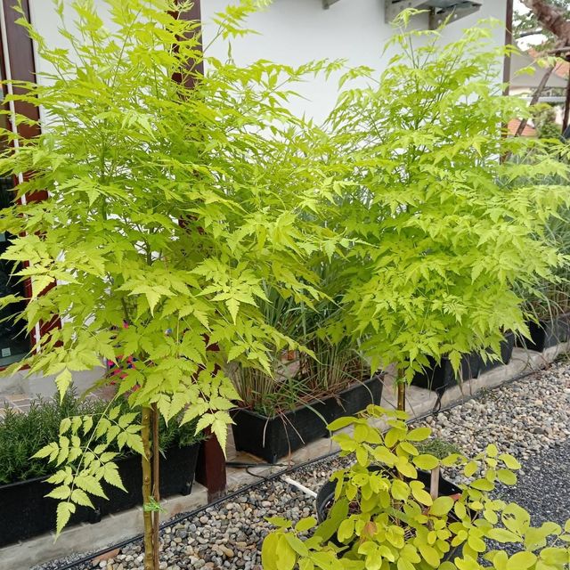 (1ต้น) ต้น เกษมณีสีทอง เมเปิ้ลเขียว เมเปิ้ลไทย Melia azedarach เลี่ยนทอง นารี เกรียน เฮี่ยน เลี่ยนดอกม่วง ลำเลี่ยน ลั้วะ โขวหนาย ขู่เลี่ยน ขู่เลี่ยนซู่ Bastard cedar, Bead tree Chaina tree Chinaball tree Persian lilac White cedar Melia azedarach L / Pongk