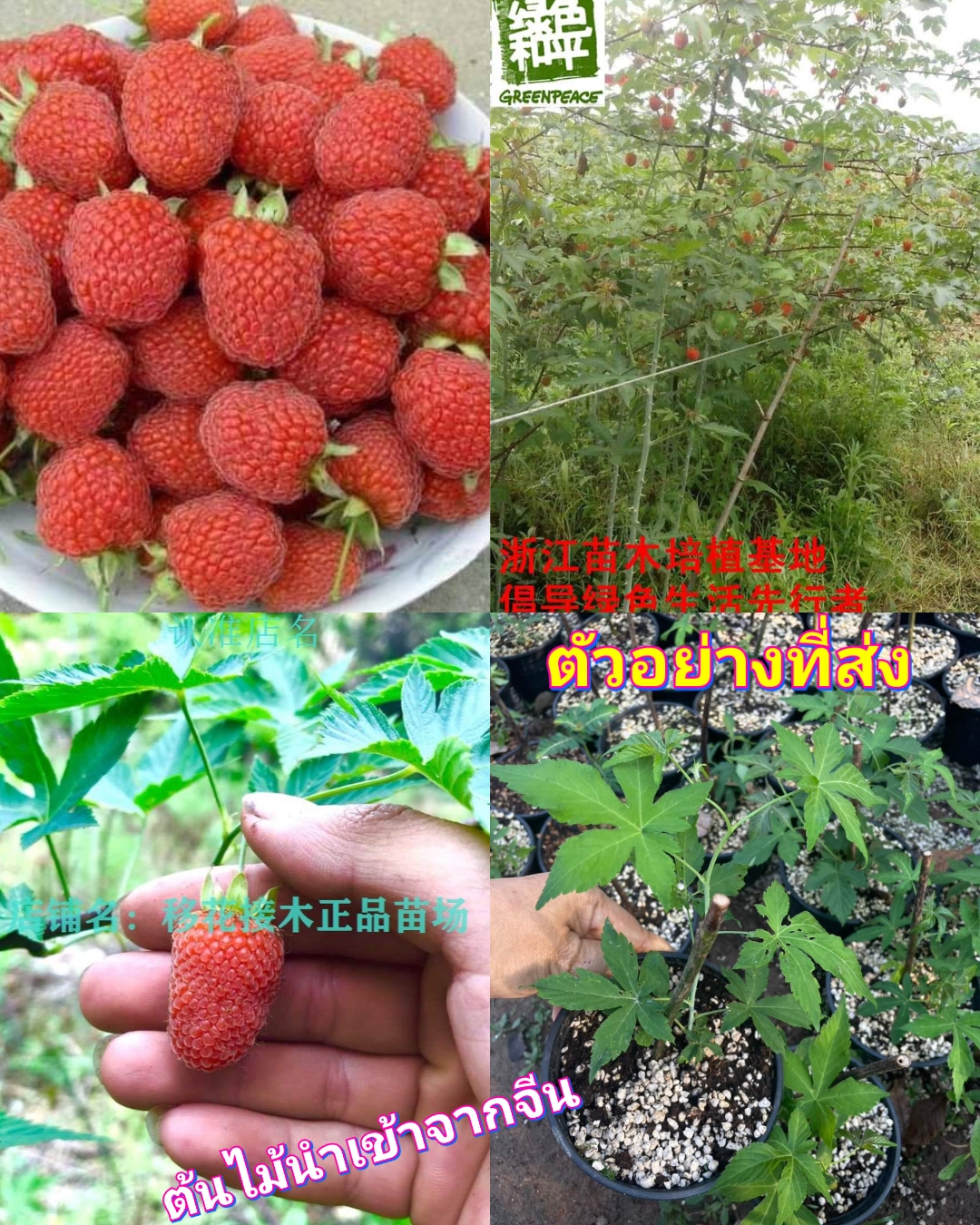 (1ต้น) กระถาง 5นิ้ว ต้น ราสเบอรี่จีน ต้นราสเบอรี่จีน ราสเบอร์รี่ แดง Raspberry chinese ) ศรัญลักษณ์