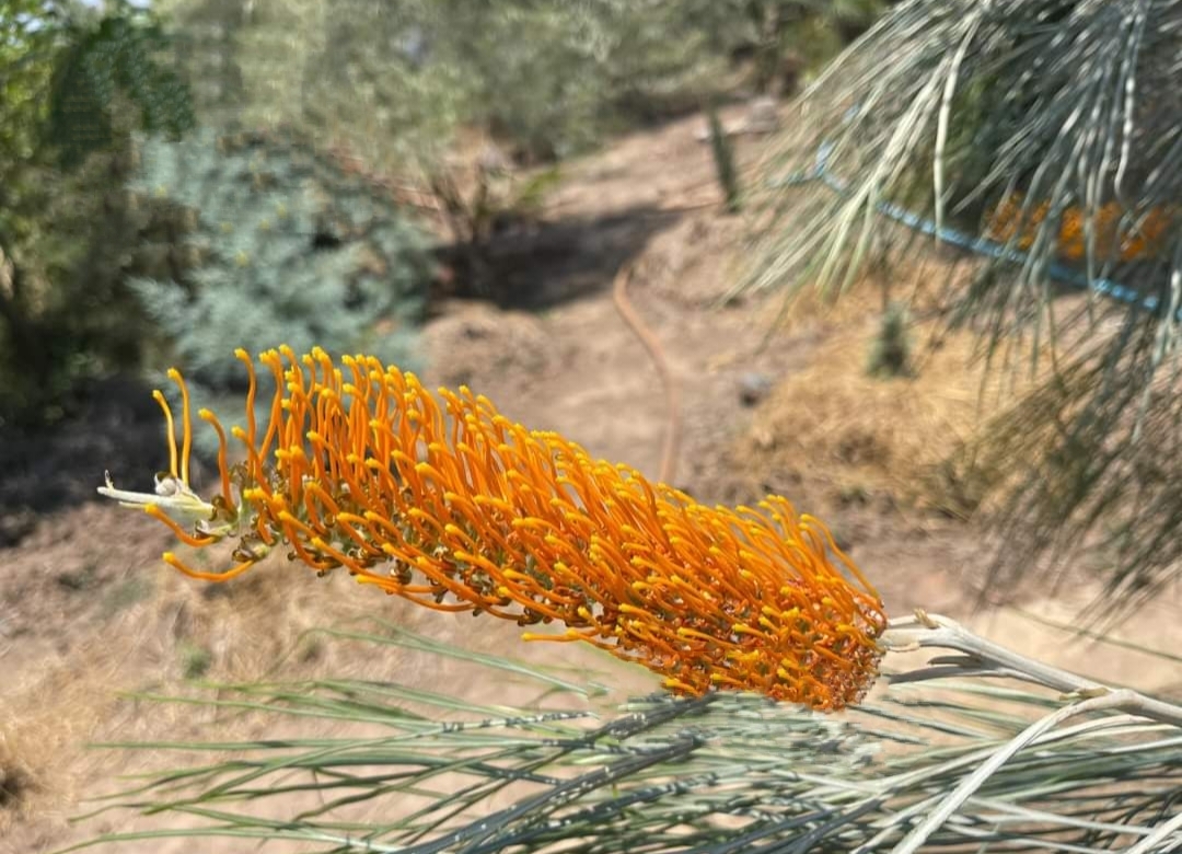รบกวน สั่งซื้อ ผ่านไลน์ เท่านั้น (1ต้น) สูง 250cm ต้น สนเกรวิลเลีย Grevillea Bush Lemons yellow กรีวิเลีย บุช เลมอน ดอก สีเหลือง Sakphong