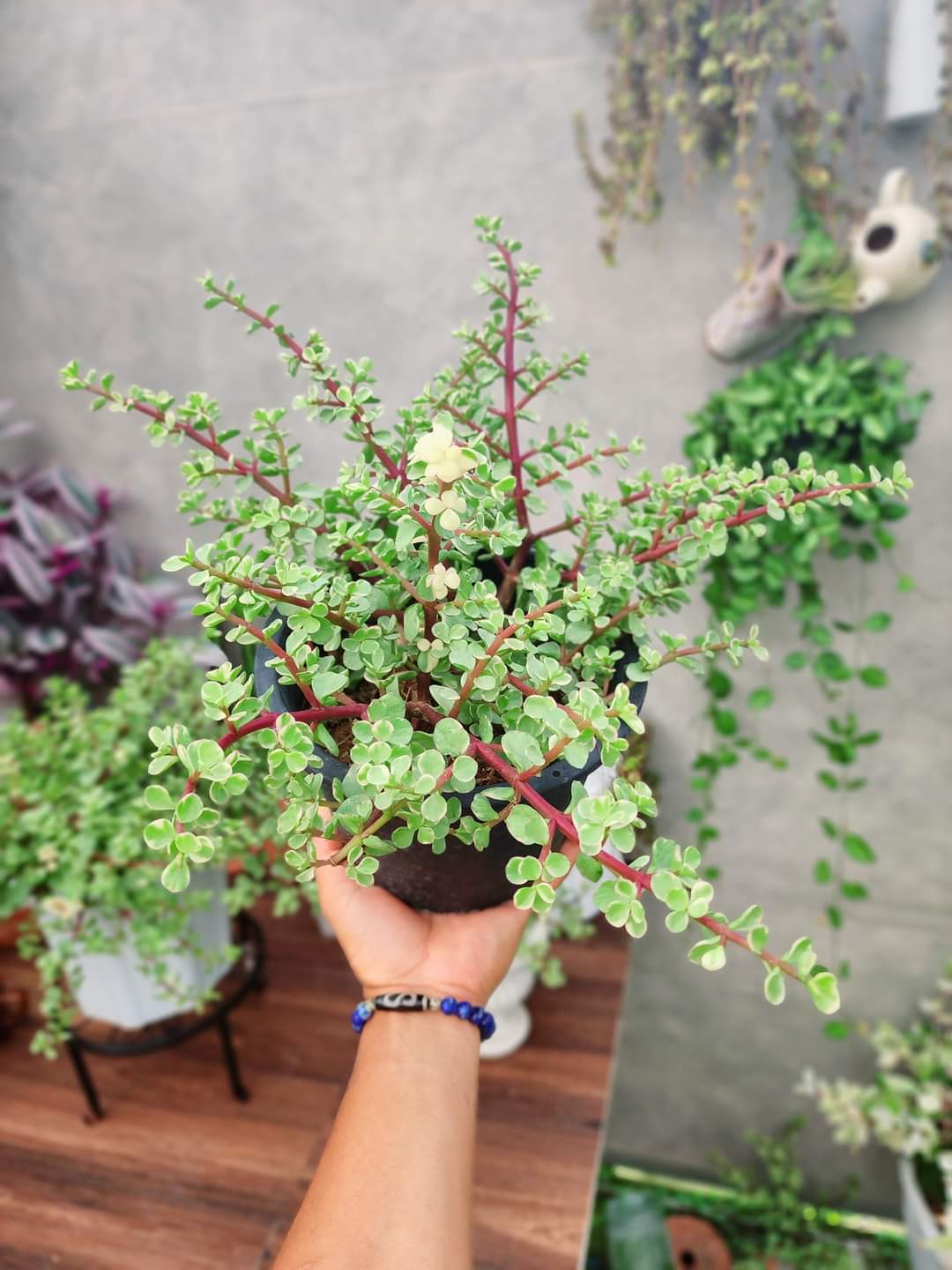 (1กระถาง) ต้น ปะการังสายรุ้ง ด่าง Portulacaria afra ต้นปะการังสายรุ้ง ปะการัง สายรุ้ง ด่าง ต้นปะการัง ทษณน