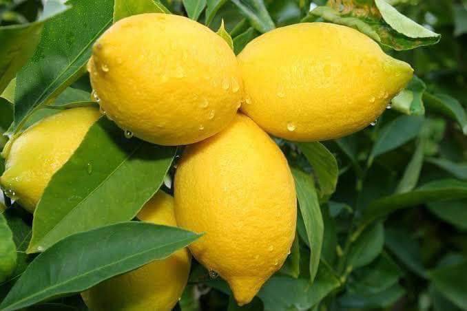 (2ต้น) ต้น มะนาวเลม่อน ยูเรก้า ต้นมะนาวยูเรก้า มะนาว ยูเรก้า Eureka Lemon มะนาว เลมอน ยูเรก้า / happy