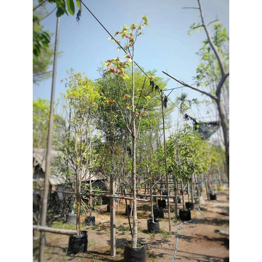 (1ต้น) สูง 50-70cm ต้น โมกหลวงชมพู โมกหลวง สีชมพู ต้นโมกหลวงสีชมพู / รัศมี