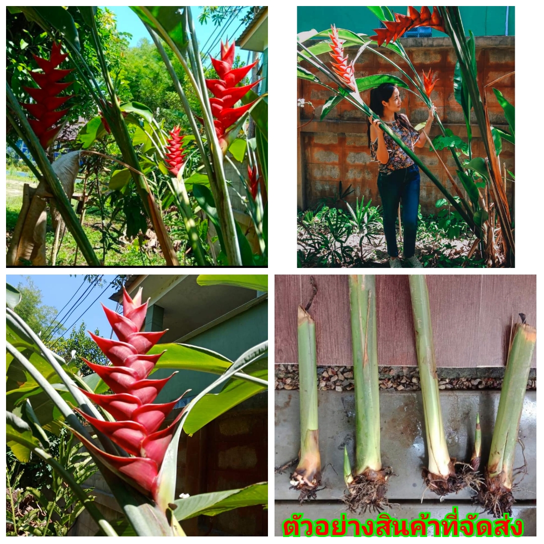 (1หน่อ)(ขาย หน่อพันธุ์) ดอก ต้น หน่อ เหง้า Heliconia Purpurea เฮลิโคเนีย เพอเพอเรีย / Nokair