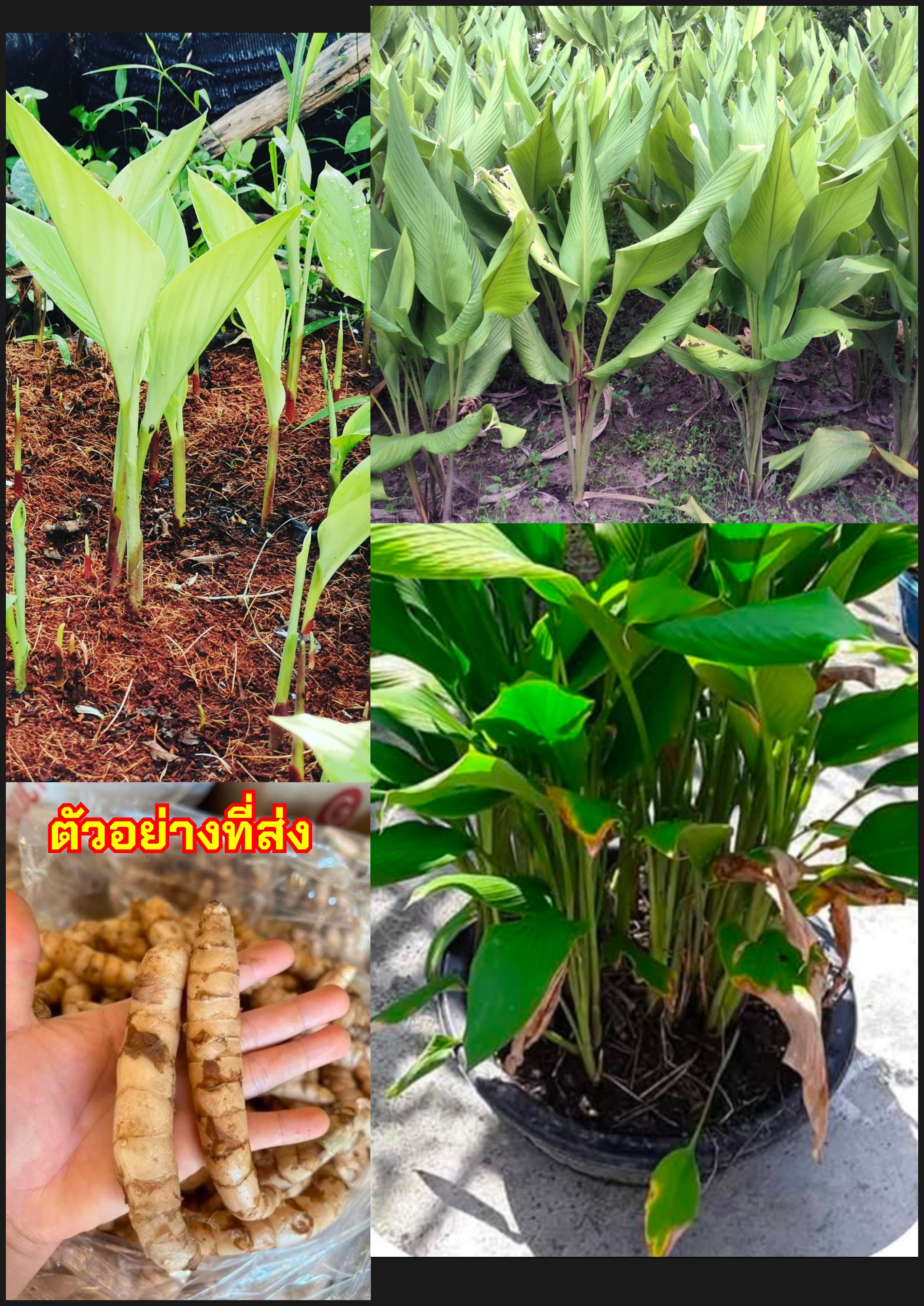 ว่านริดสีดวง ต้นริดสีดวง Cissus quadrangularis / nropatarin