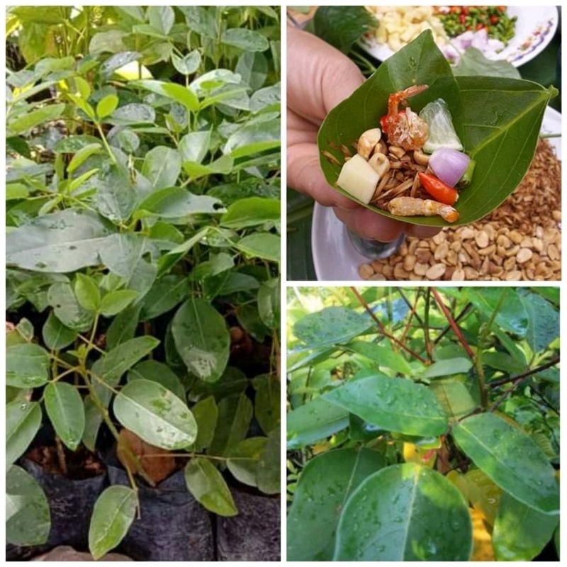 (vาย ต้นพันธุ์) ต้น ทองหลางกินใบ ต้นทองหลางกินใบ กินใบ ทองหลาง ต้นทองหลาง เบนซ์ / ไม้ผลเศรษฐกิจ